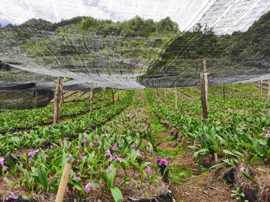 独蒜兰人工组培繁育获得成功,并逐步在水磨村规模化产业化大面种植,为