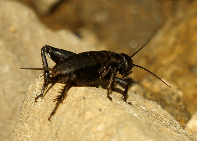 镜头里的大连常见昆虫蟋蟀上