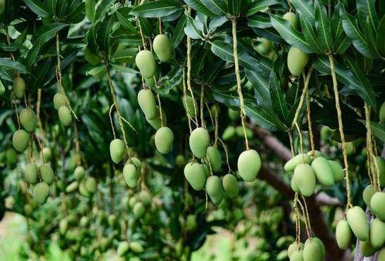 从印度引入我国的妖果年产量节节高单价却跌入低谷