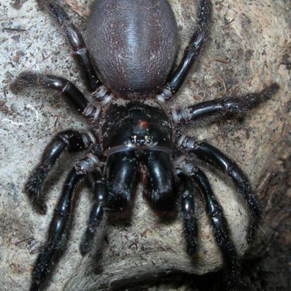 最致命的毒蜘蛛喜欢蹲马桶上是想放毒还是想偷窥
