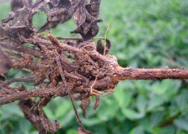 教你两招,解决花生黑根问题,很实用