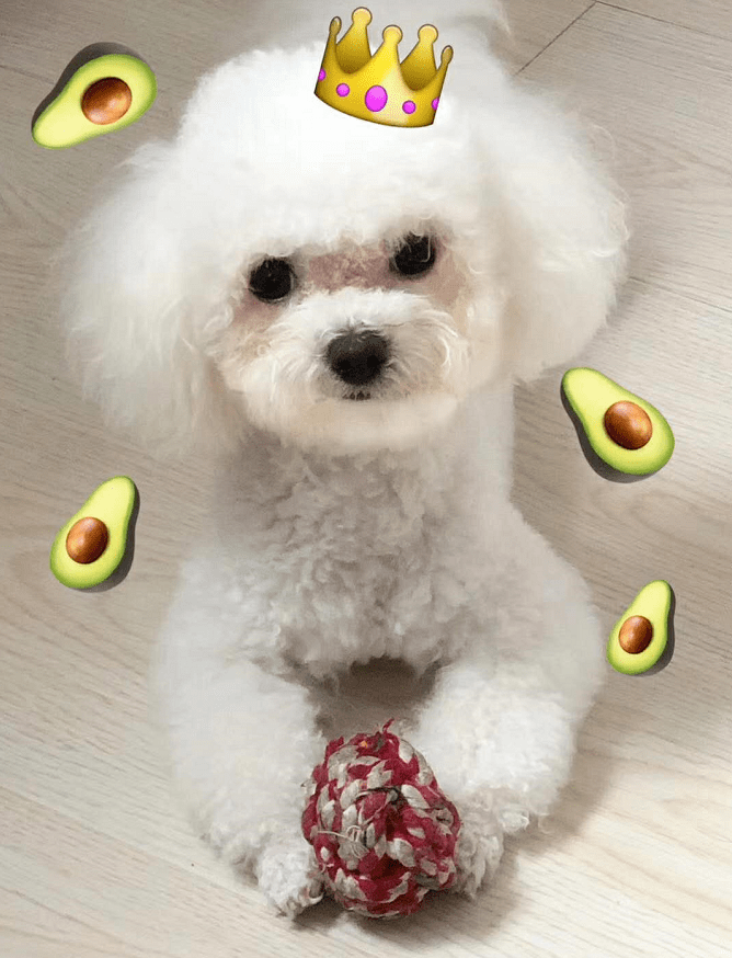 情况说明:爱犬名叫"lucky",白色比熊犬,公犬,3岁大,约6斤重.