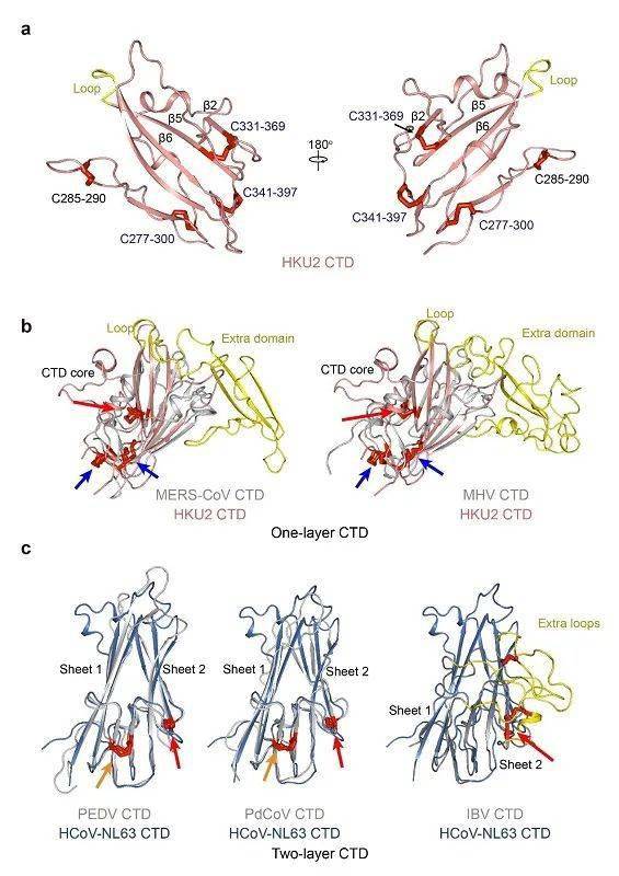 清华王新泉课题组解析猪源sadscov及蝙蝠hku2冠状病毒刺突蛋白三维