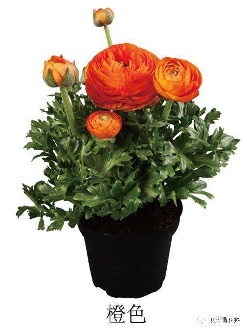 花中仙子芹叶牡丹花毛茛