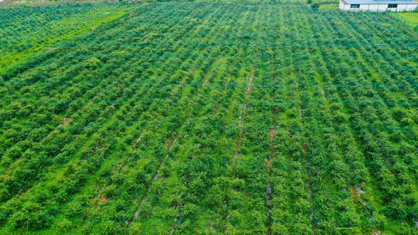 来到  靖港镇果之韵蓝莓基地进行采摘啦