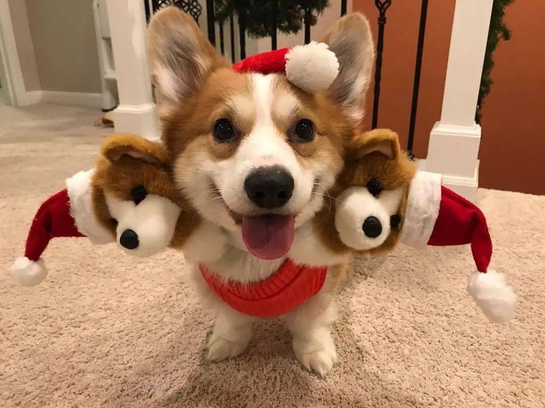 可怕的地狱三头犬来抓你啦!