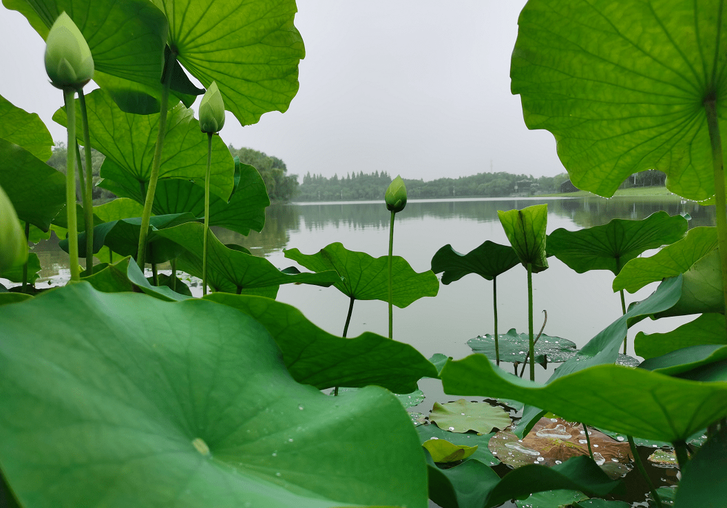 荷花盛开,杨梅采摘,美食住宿……崇明这里的夏天美呆了!