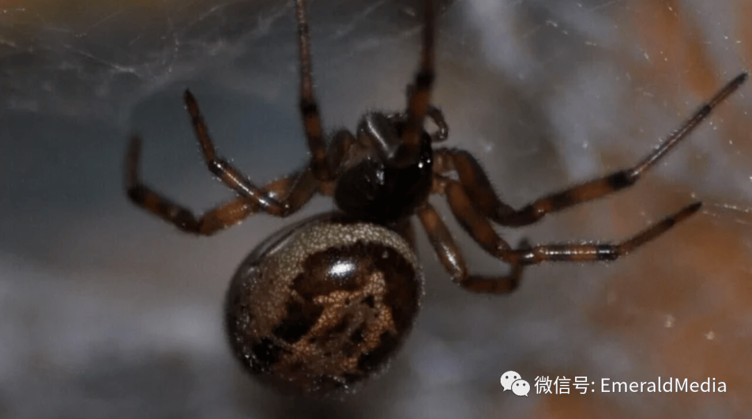 小心遍布爱尔兰的假寡妇蜘蛛比最初设想的有毒得多