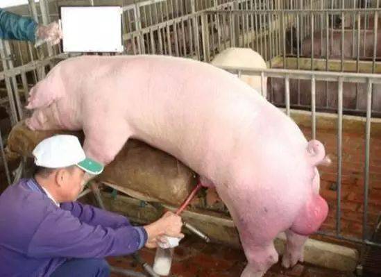 公猪调教那点事分分钟让公猪上架