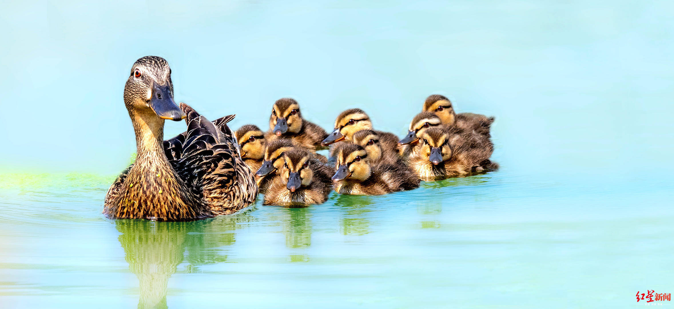 冬候鸟为何变留鸟夏天来了绿头鸭斑嘴鸭留在德阳旌湖不走了