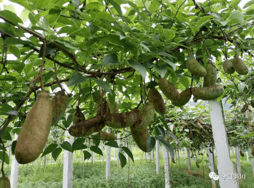 八月瓜形成產業效果會怎樣