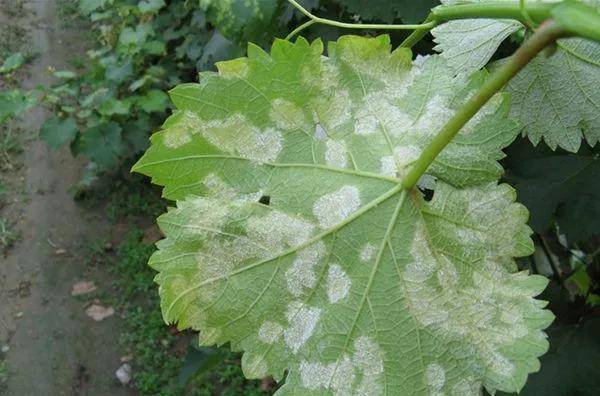 目前防治卵菌纲病害即霜霉病,疫霉病,晚疫病,霜疫霉病时应首推这四种