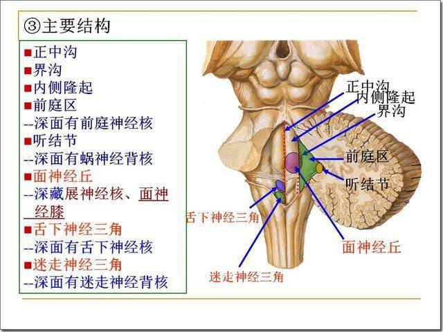 脑干解剖及损害分析