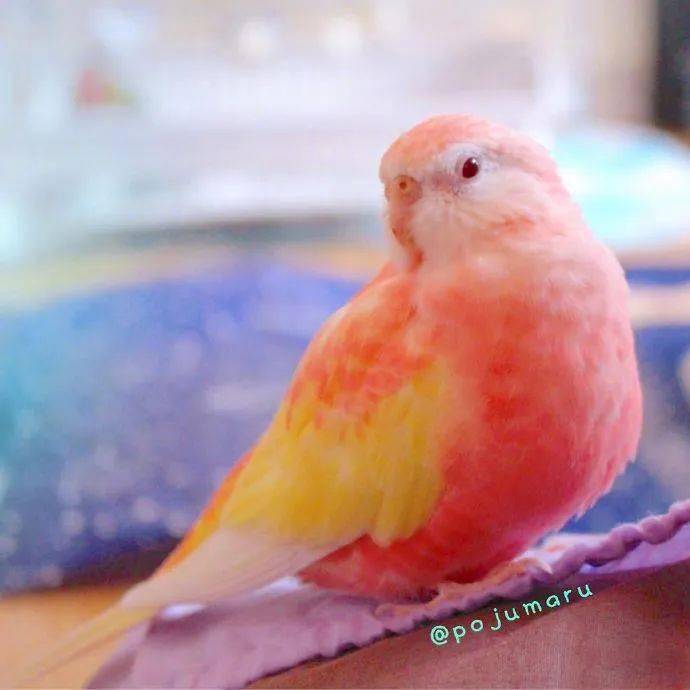 吸一口夏日水蜜桃味的秋草鹦鹉好漂亮