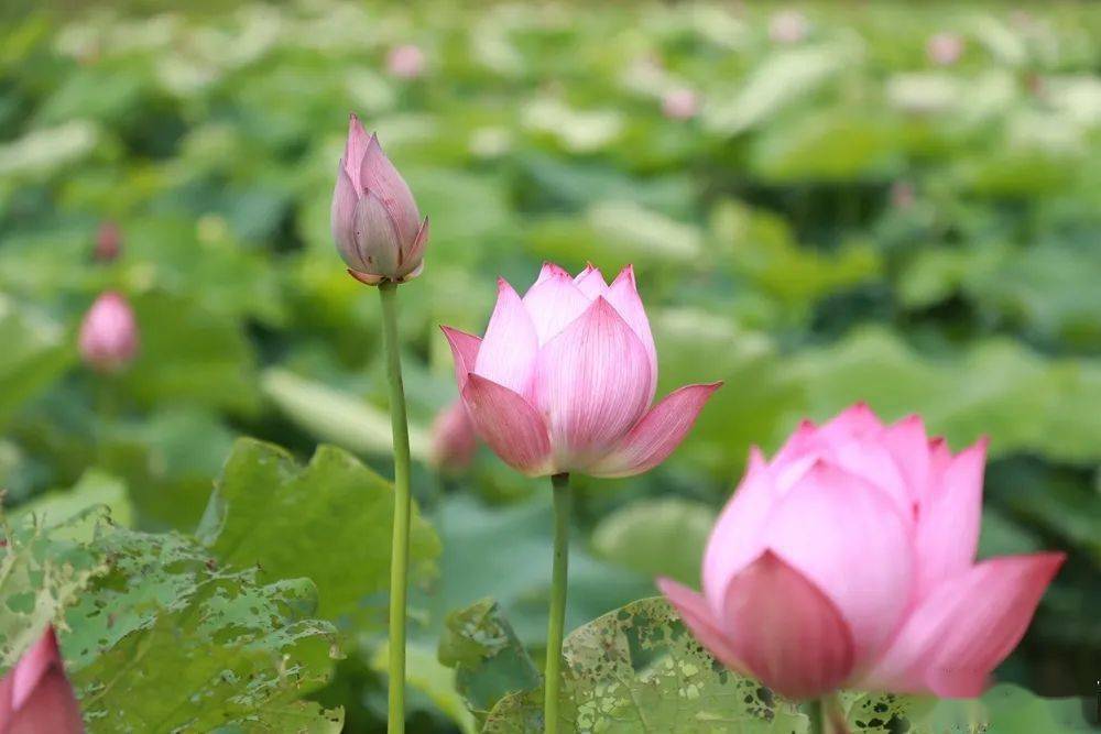 夏至已至衢州荷你有约