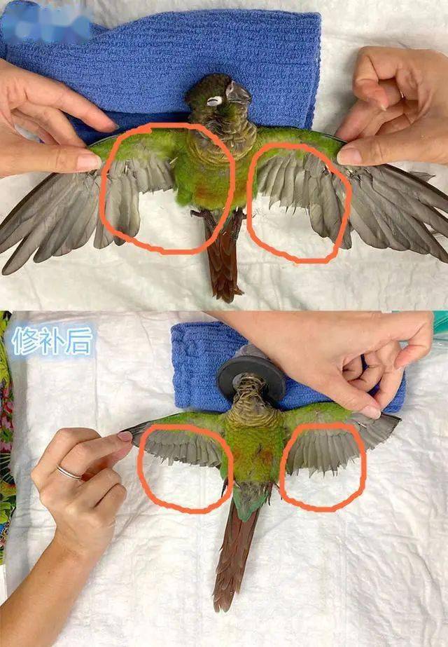 鹦鹉剪羽教程图片
