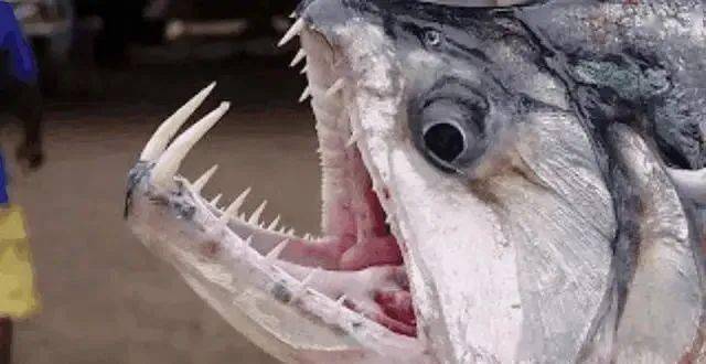 它们是食人鱼的天敌,以食人鱼为食.