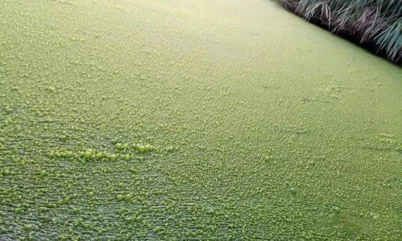 扁裸藻图片