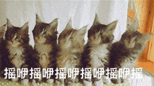 猫咪表情包gif抖音图片
