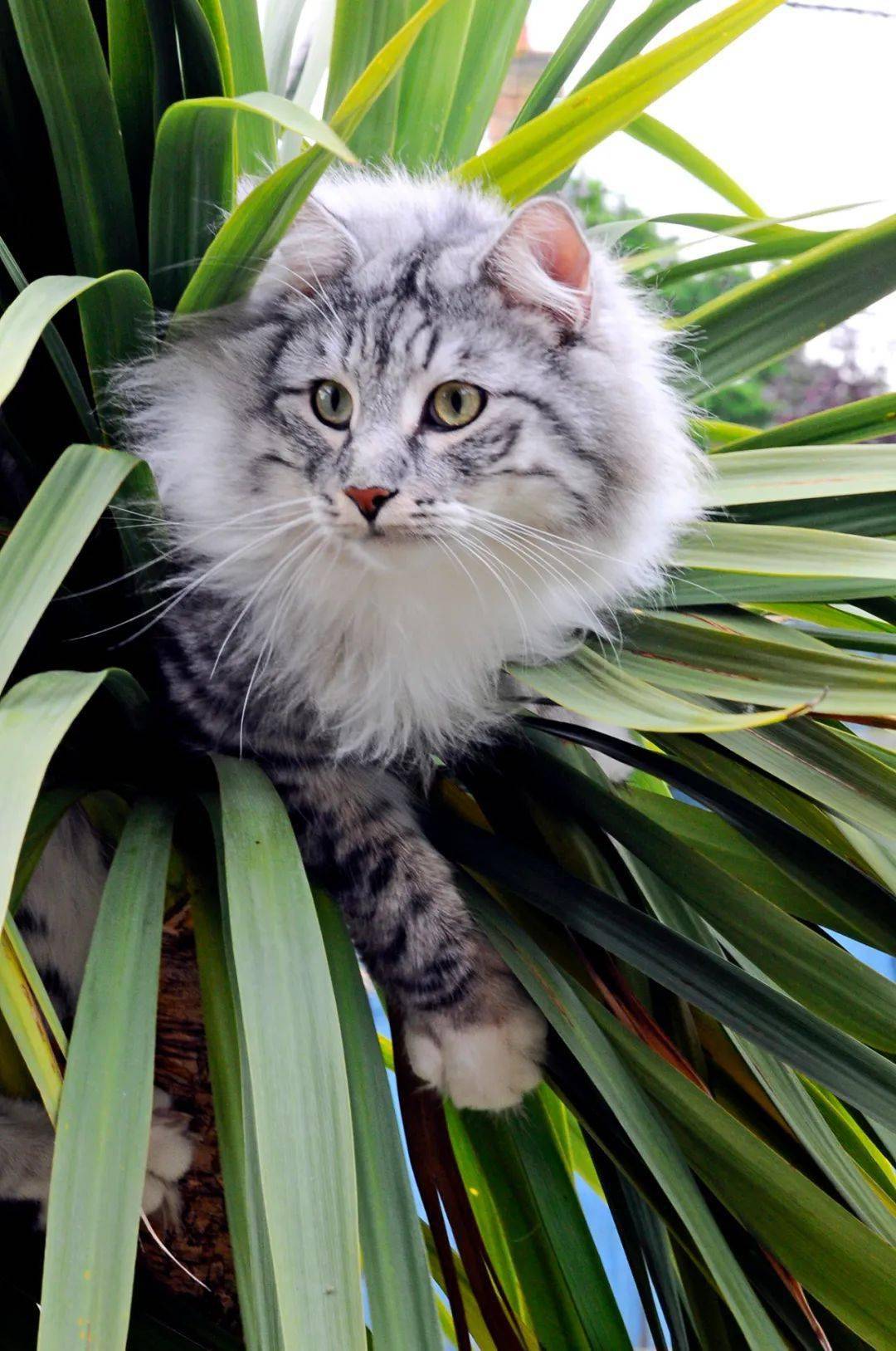 喵星百科挪威森林猫