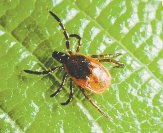 卫计专栏可怕小小蜱虫竟然会致命内附视频