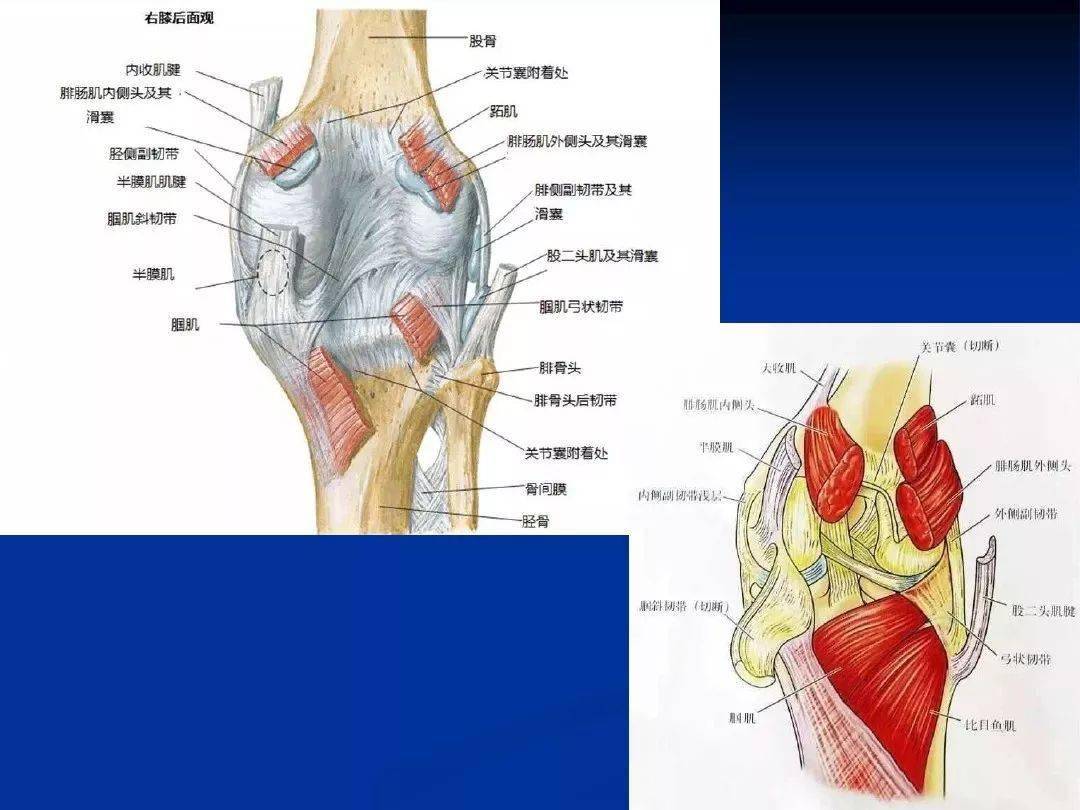膝關節精細解剖_治療