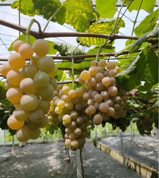 距离市区仅20分钟,藏着一片葡萄海!