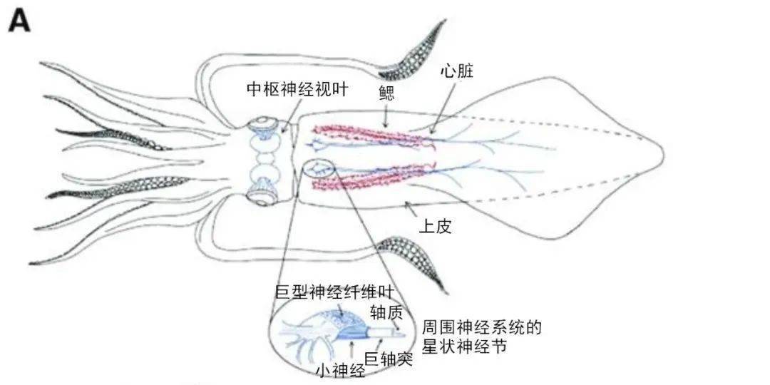 靠自己"逆天改命?鱿鱼都可以自己定制蛋白啦