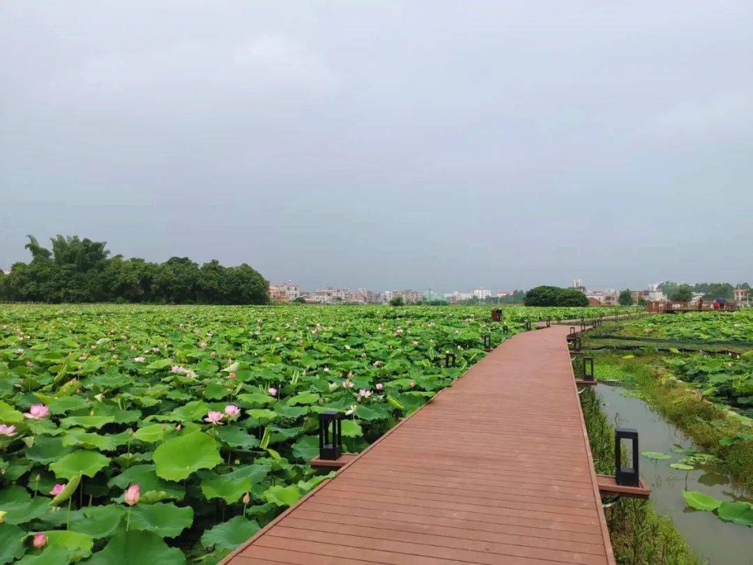 6月28日 惠州博罗古石龙农场,赏万亩荷花 ,观音阁一天游99元