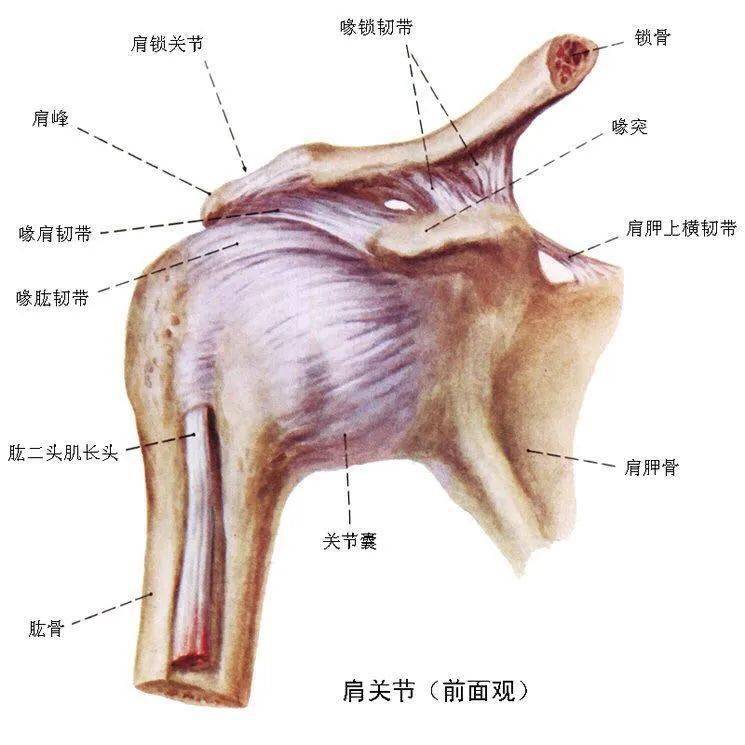 肩胛骨喙突内缘位置图图片