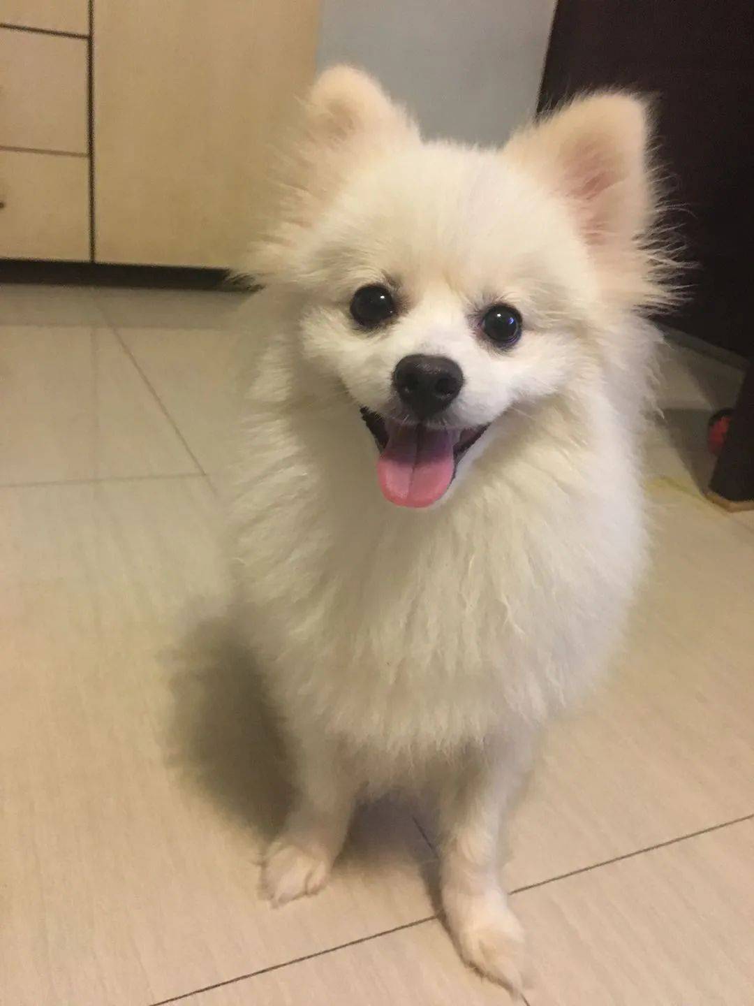 千元寻狗 广州市海珠区昌岗中路宝岗大道地铁站附近丢失博美一只