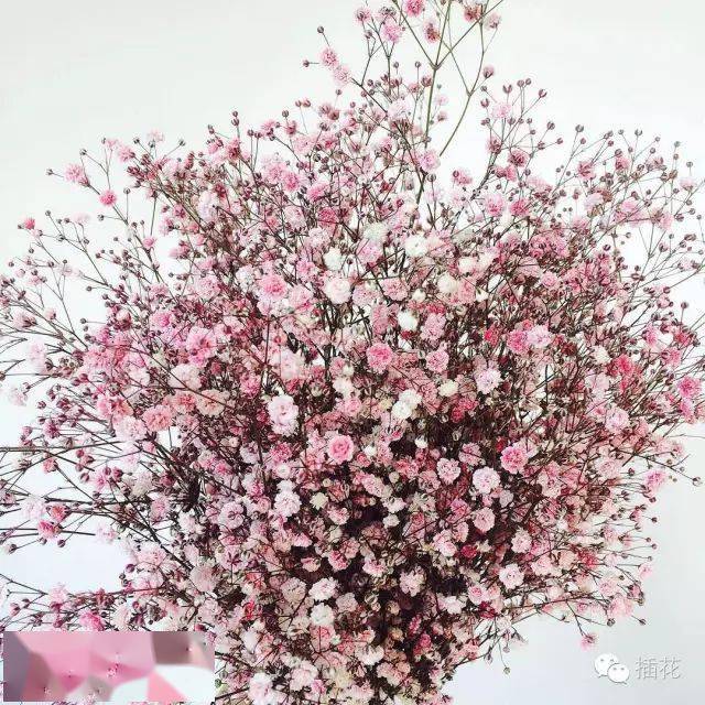 变的心情人草花色:紫色花语:完美爱情散状花材由于它们形如云雾或轻纱