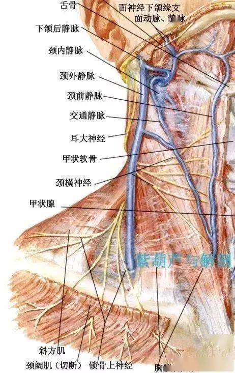 颈部8根神经分布图图片