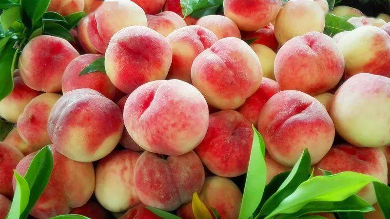桃子扎堆上市 价格优油桃,四月桃,春美桃,黄桃.