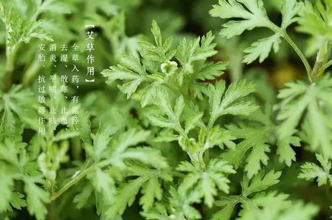 科普端午挂艾草驱蚊你家猫主子受的了吗