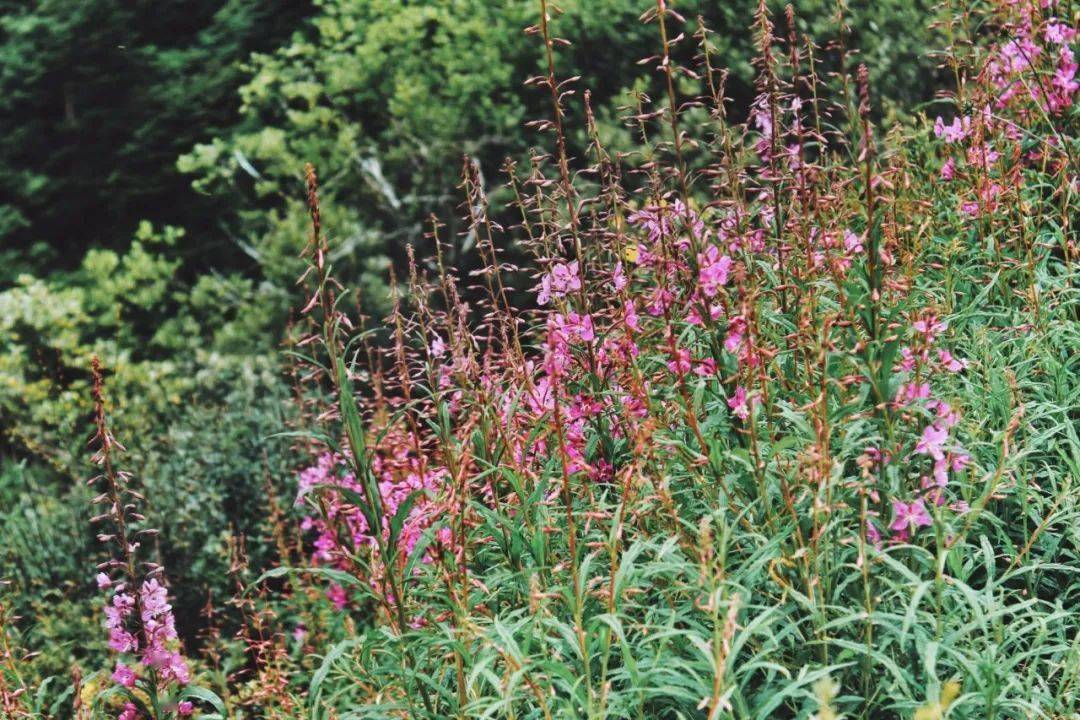 via:快乐小嫚,脱缰的野马,徐涂涂喔但我最偏爱的是夏日的稻城,微风不