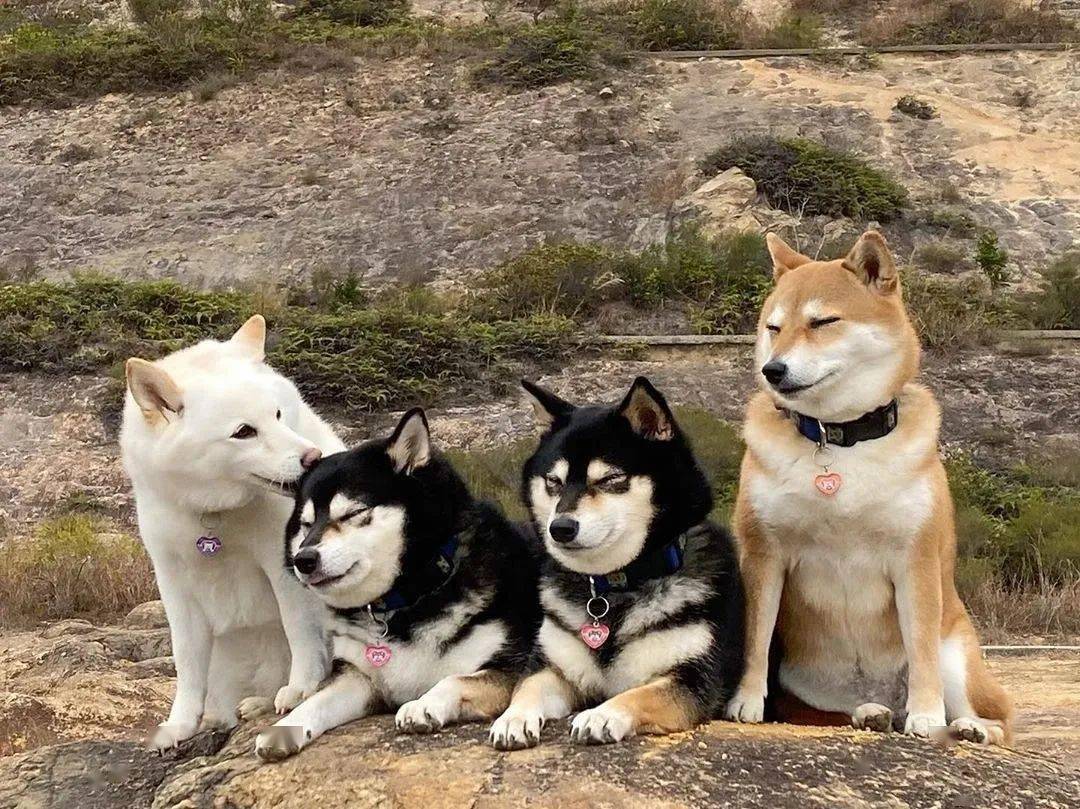 前有哈士奇,后有柴犬,能不能好好地拍个合影?