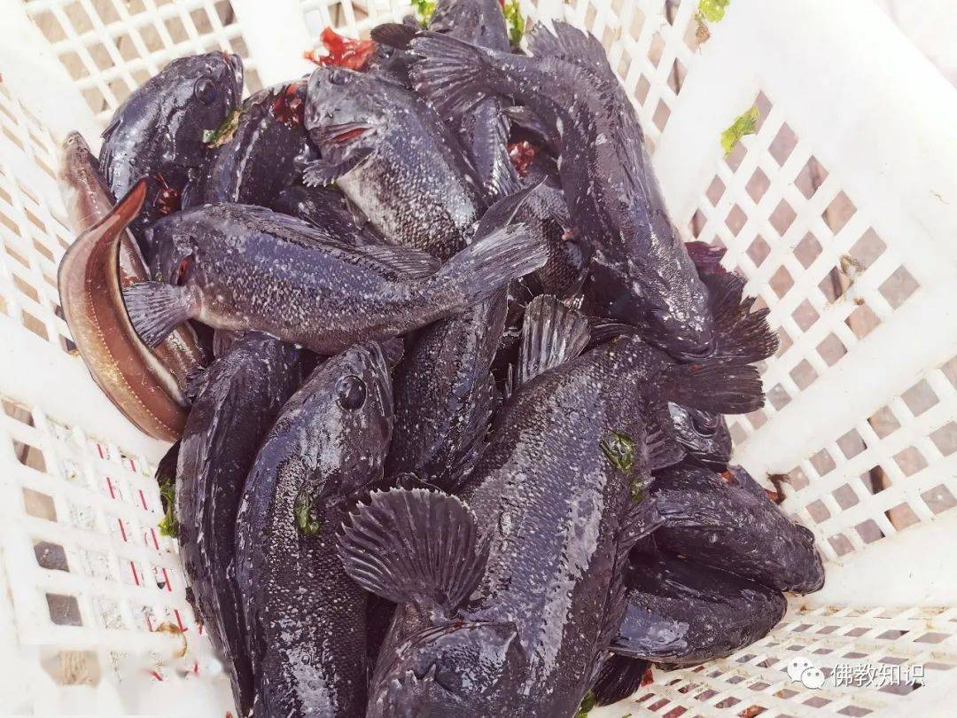 266元鱼老板随喜:3,441元实付:91,825元79螃蟹带籽小花盖蟹:265斤