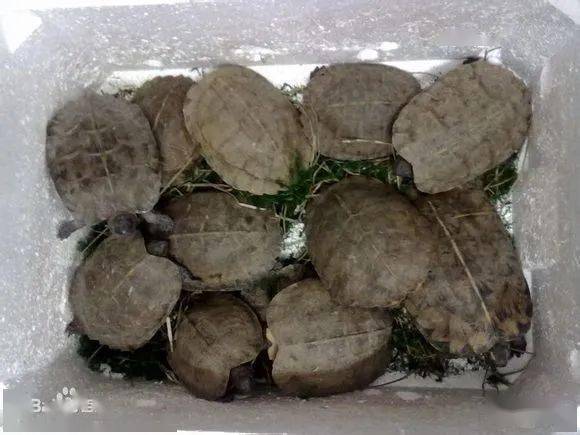 缅甸山龟资料杂谈