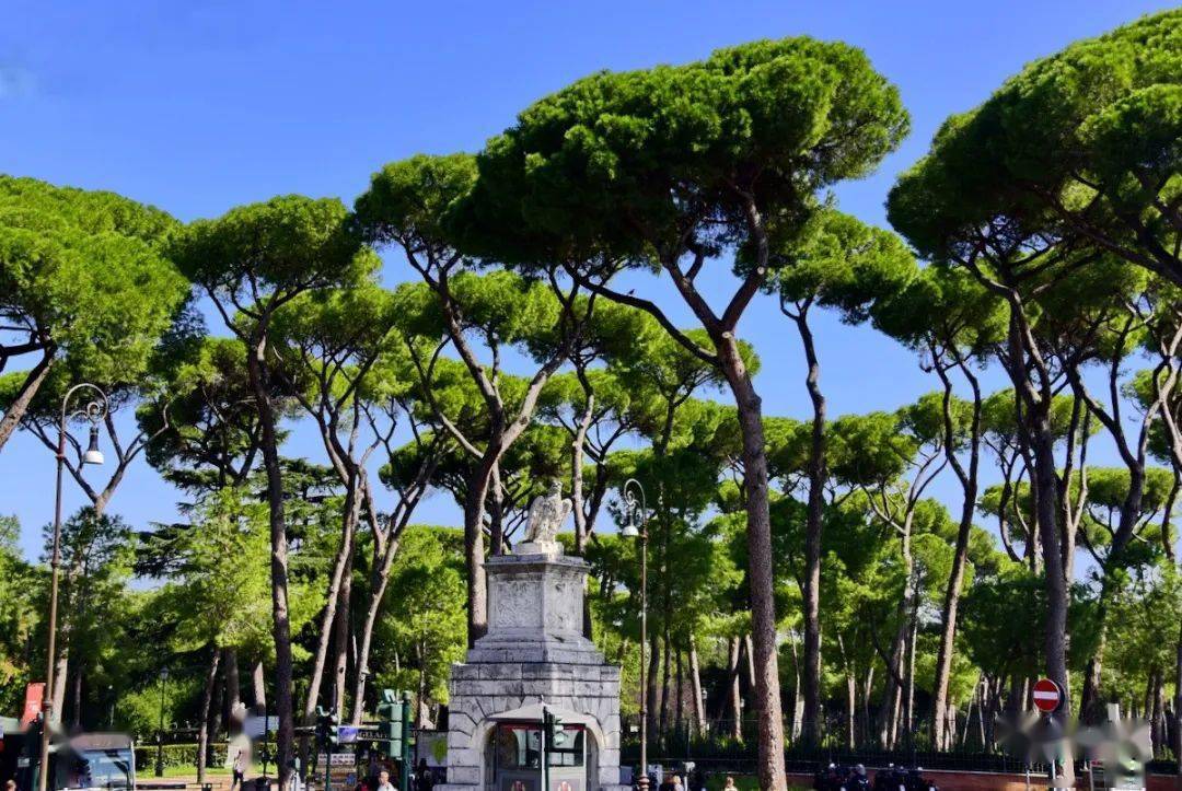 【原创】永恒罗马(二十):罗马街头罗马松_大道