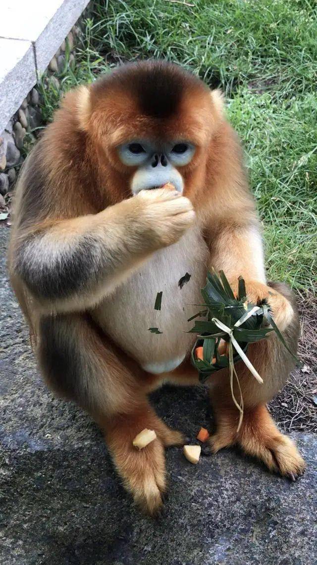 萌翻看熊猫金丝猴咋过端午