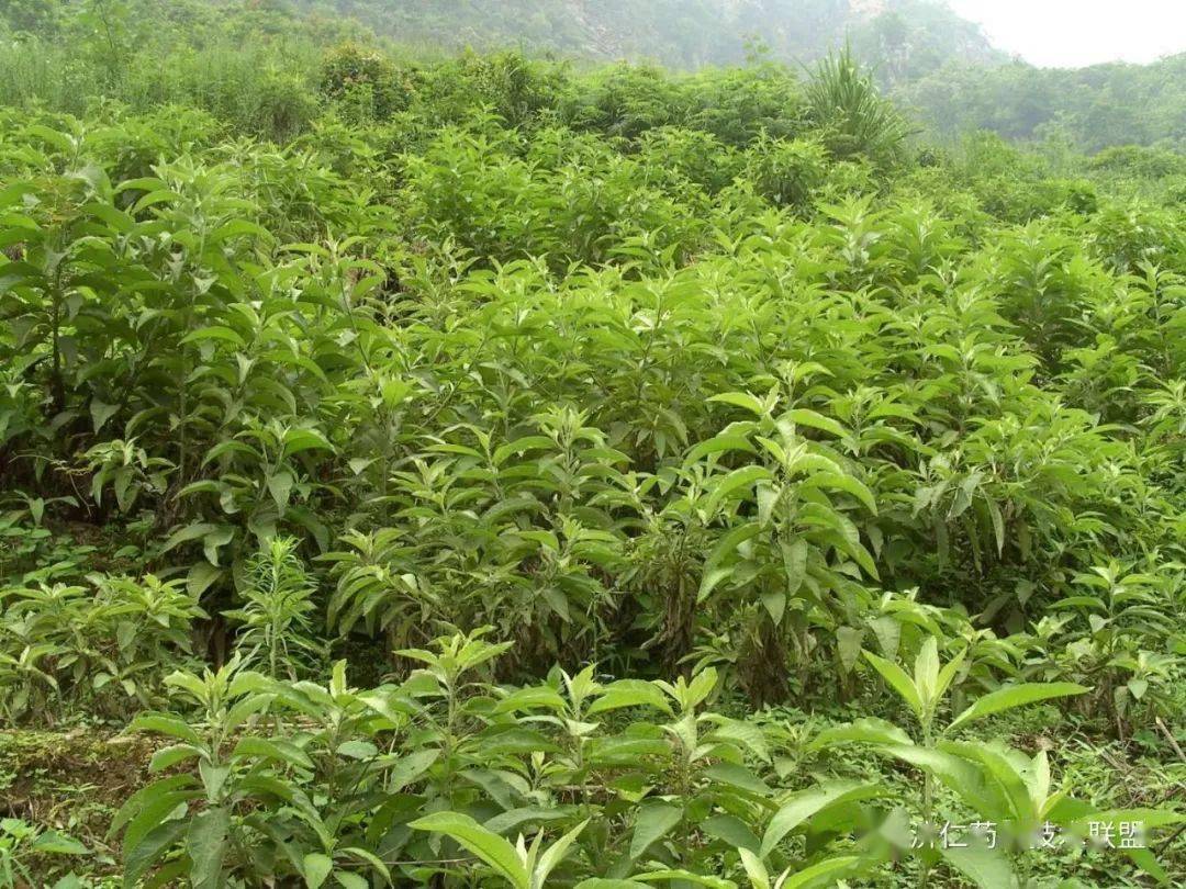 贵州艾纳香种植图片
