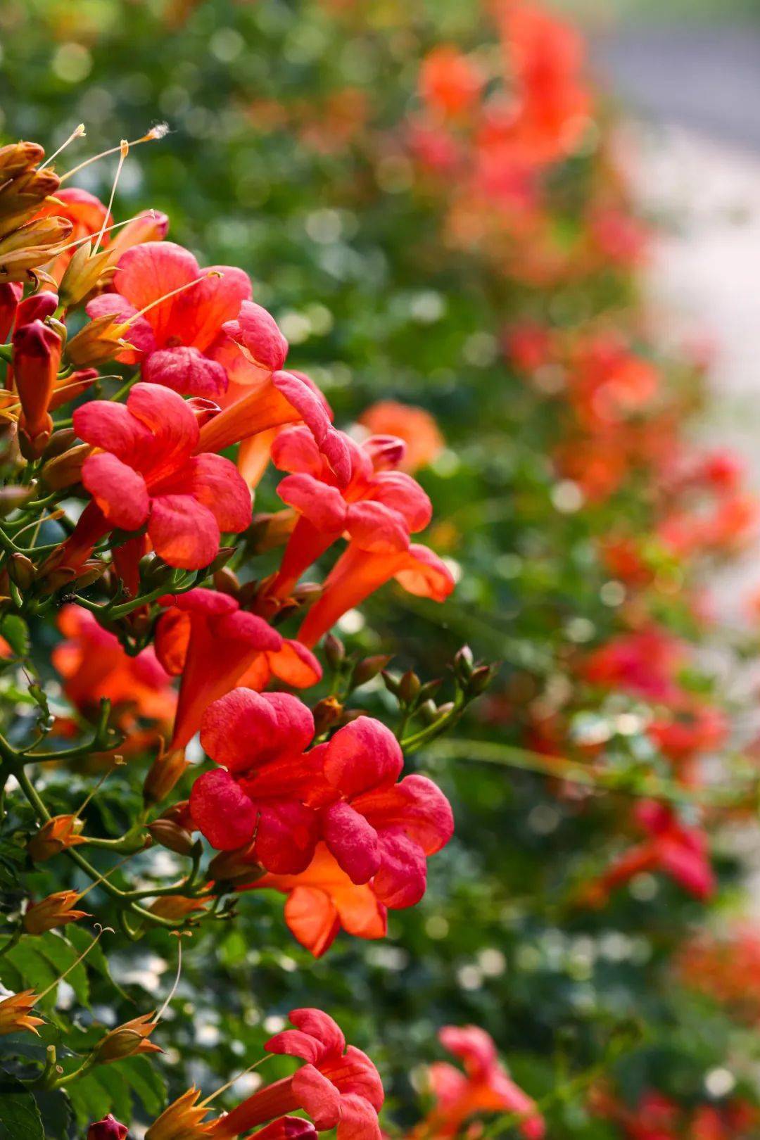 台儿庄古城红了被这里的凌霄花撩到了