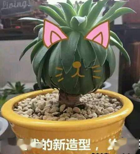 多肉徒长起来太喜感看一遍笑一遍哈哈