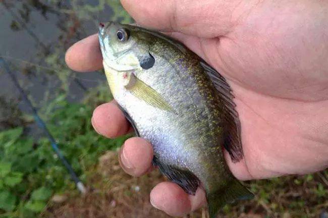 在南方水庫河溝氾濫的太陽魚1小時能釣上幾十條