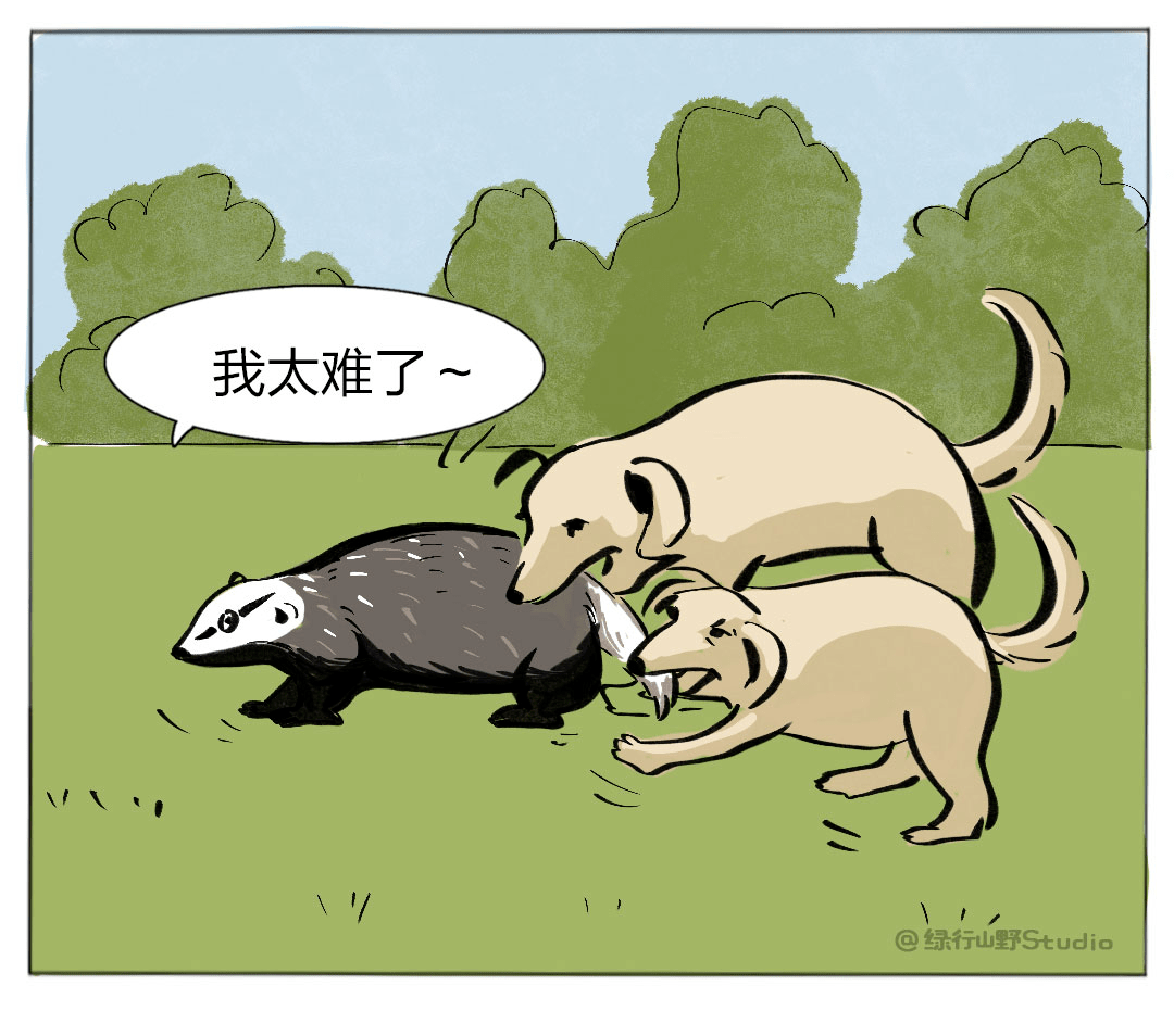 别光在瓜田里上蹿下跳,猹到底是啥你了解吗?_狗獾