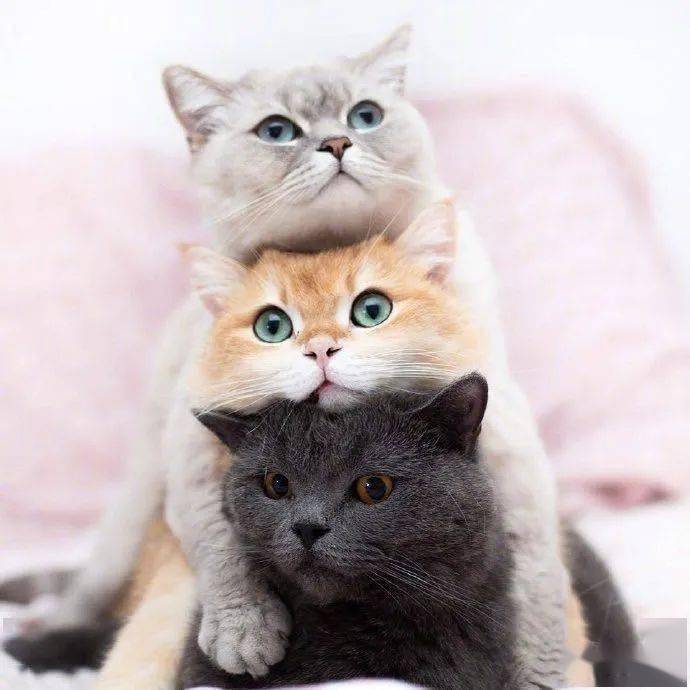 铲屎官家的三只猫咪,总是很喜欢叠罗汉