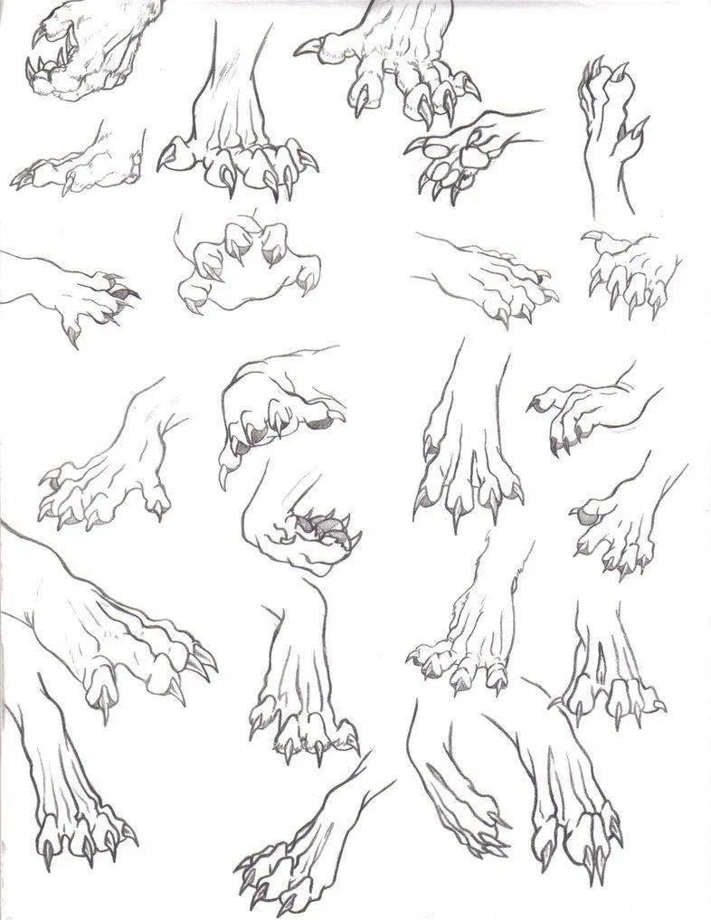各种动物的爪子画法图片