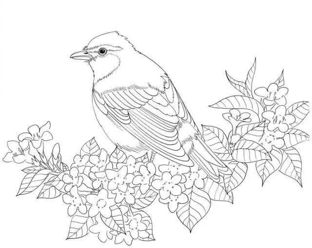 素材100种鸟类的线描稿