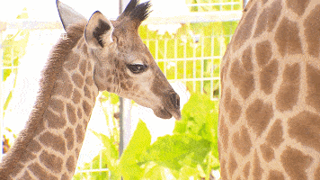 厦门鹿宝宝火到央视,身高一米八帅过"鹿晗"_长颈鹿